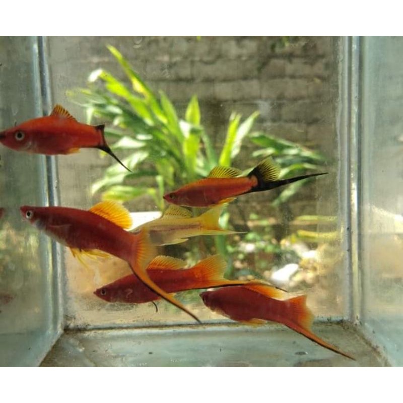 Jual Ikan Hias Platy Pedang Gratis Pakan Tanaman Air Shopee Indonesia