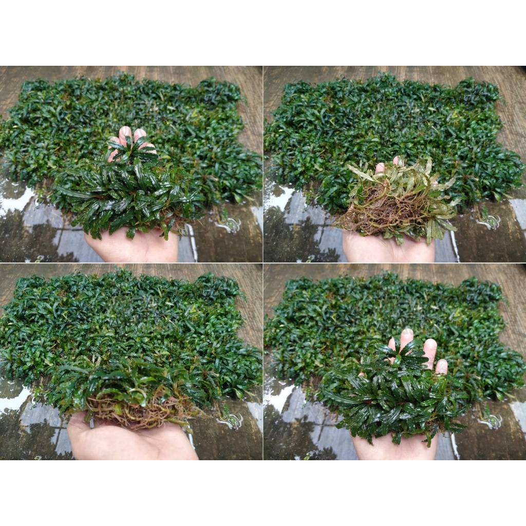 Jual Tanaman Aquascape Bucephalandra Buce Velvet Clump Shopee