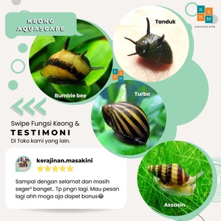 Jual Keong Turbo Tanduk Bumble Bee Assasin Pembersih Algae Dan Keong