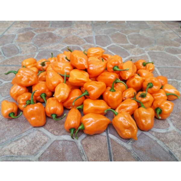 Jual Benih Biji Bibit Cabe Orange Habanero Pepper Cabai Rawit Gendol