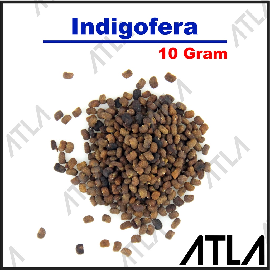 Jual Benih Indigofera 10 Gram Biji Daun Rumput Bibit Tanaman Pakan