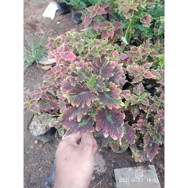 Jual Tanaman Hias Coleus Daun Merah Pohon Miana Hias Daun Merah