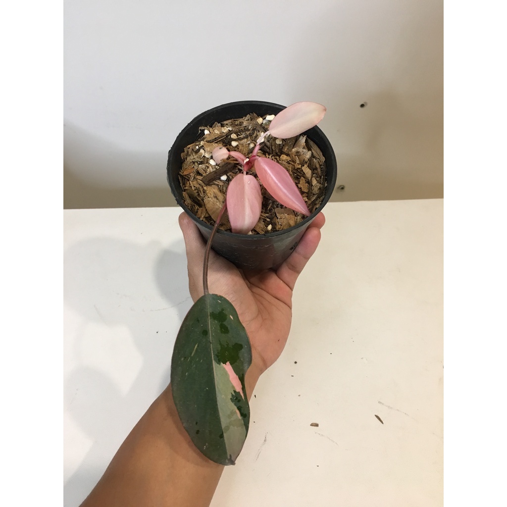 Jual Jual Tanaman Hias Philodendron Pink Princess Rare Aroid Pot 1C