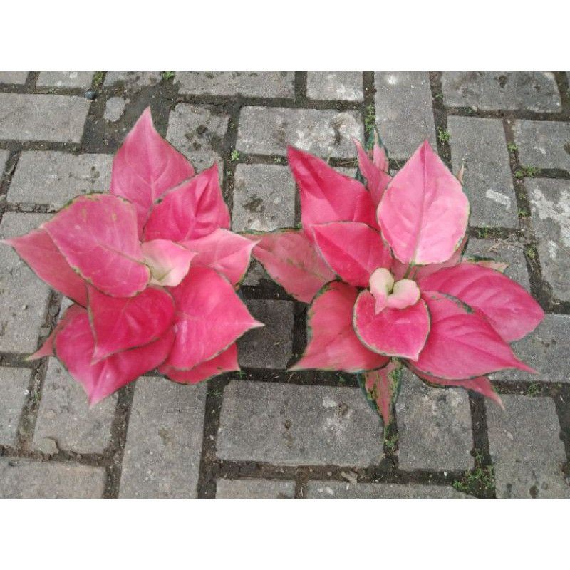 Jual Promo Aglonema Pink Katrina Tanaman Hias Aglaonema Shopee