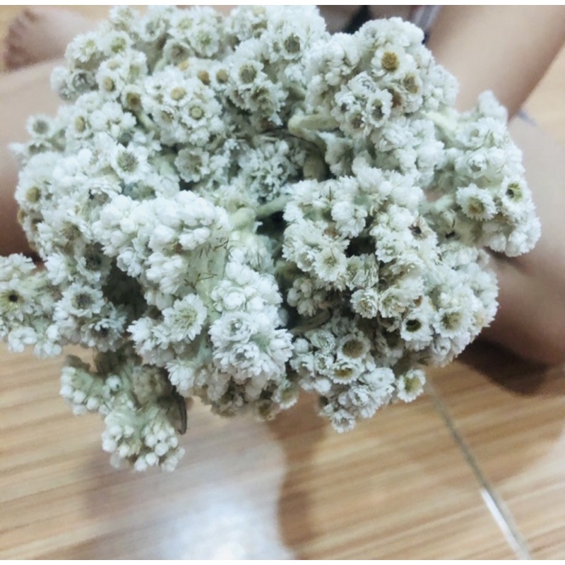 Jual Dried Flower Rustic Edel Putih Shopee Indonesia