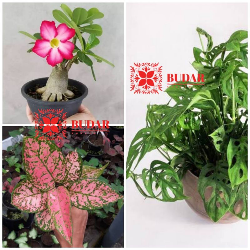 Jual Paket Hemat Tanaman Hias Aglaonema Valentine Janda Bolong