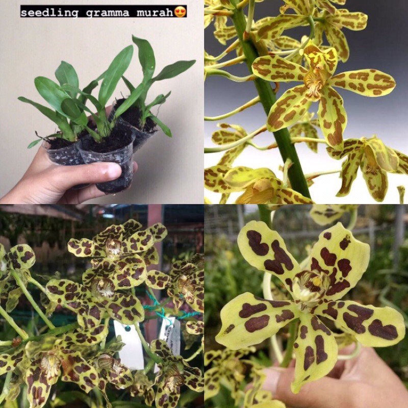 Jual Seedling Anggrek Grammatophyllum Shopee Indonesia