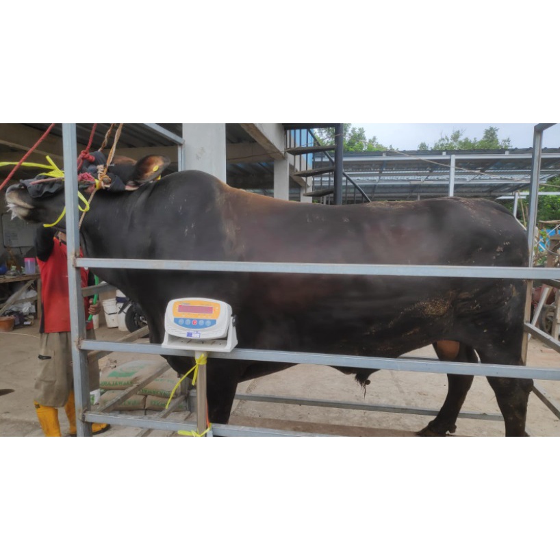 Jual Jual Sapi Qurban 2022 Limousine Simmental Berat 700Kg