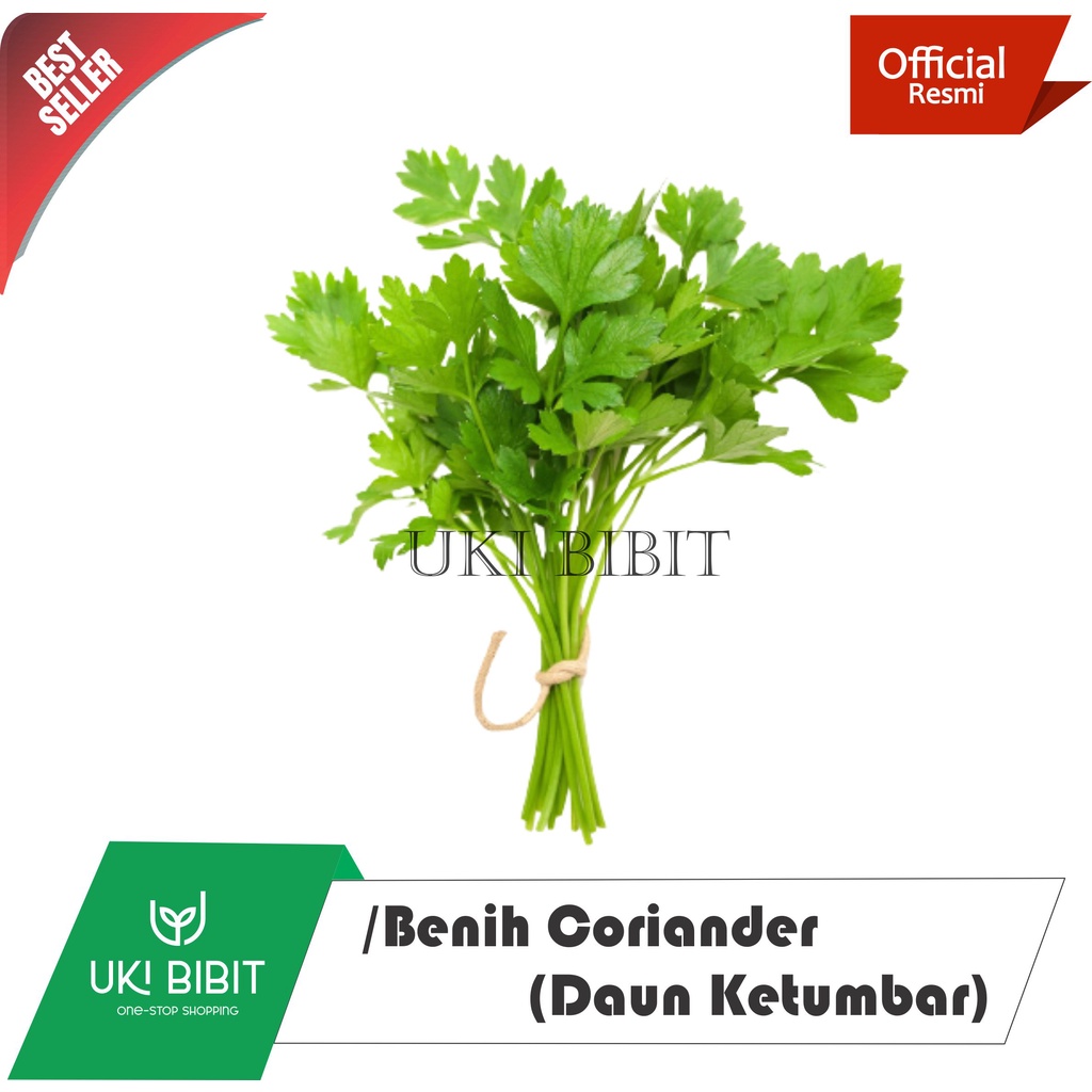 Jual 500 Butir Benih Coriander Daun Ketumbar Corriander