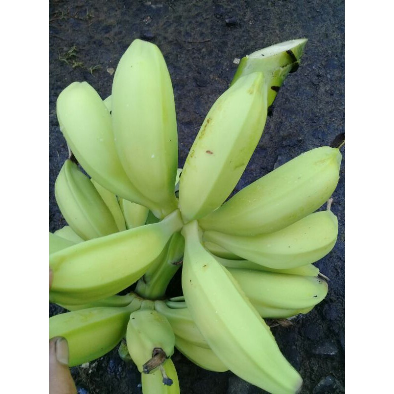 Jual Buah Pisang Batu Pisang Biji Pisang Kulutuk Pisang Manggala Kilo