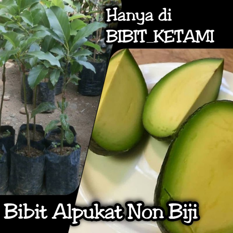 Jual Bibit Alpukat Non Bji Kategori Standart Original Shopee