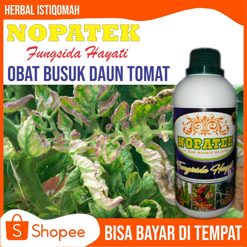 Jual NOPATEK Fungisida Hayati Mengatasi Hama Bercak Busuk Daun Tomat