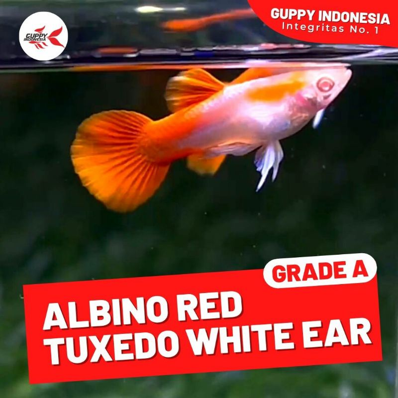 Jual ALBINO RED TUXEDO WHITE EAR Shopee Indonesia