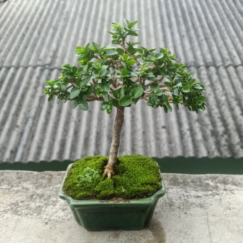 Jual Bonsai Sancang Mame Display Shopee Indonesia