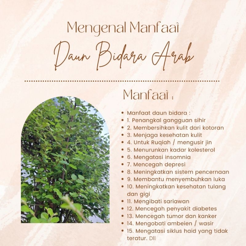 Jual DAUN BIDARA DAUN BIDARA 10 Lembar ASLI DAUN BIDARA SEGAR