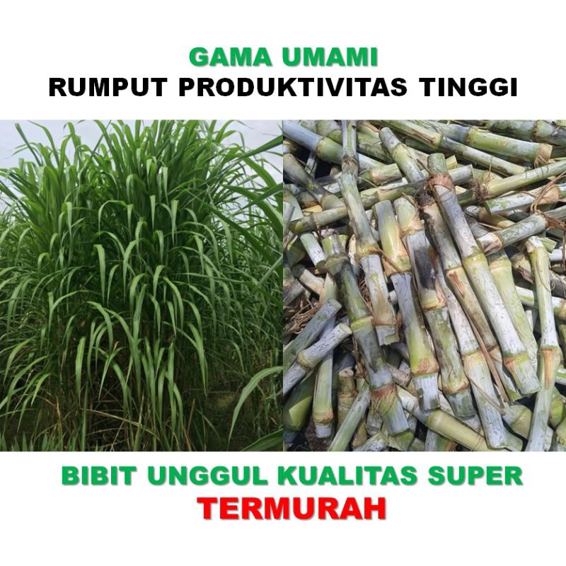 Jual Bibit Rumput Gama Umami Hijauan Pakan Ternak 1kg Shopee Indonesia