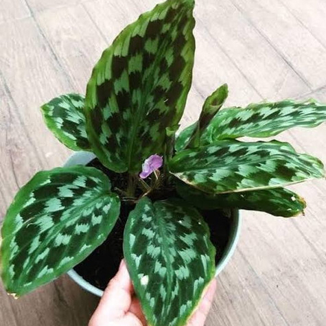 Jual Tanaman Hias Calathea Bulu Merak Sayap Elang Eagle Wings Corak