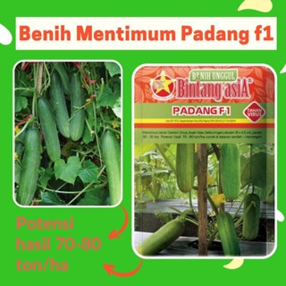 Jual Benih Mentimun Timun PADANG F1 2 5 Gram Cap Bintang Asia PT Benih