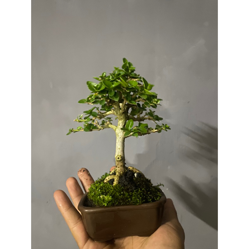 Jual Bonsai Sancang Micro Premna Microphylla Siap Pajang Shopee