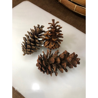 Jual Bunga Pinus Kering Shopee Indonesia