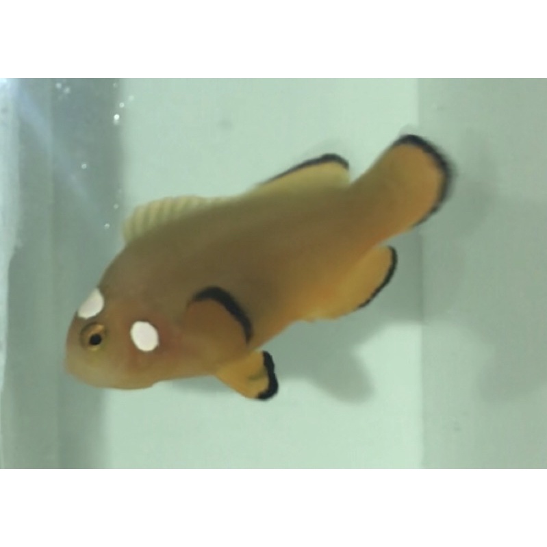 Jual Ikan Hias Air Laut Nemo Clownfish Nearly Naked Shopee Indonesia