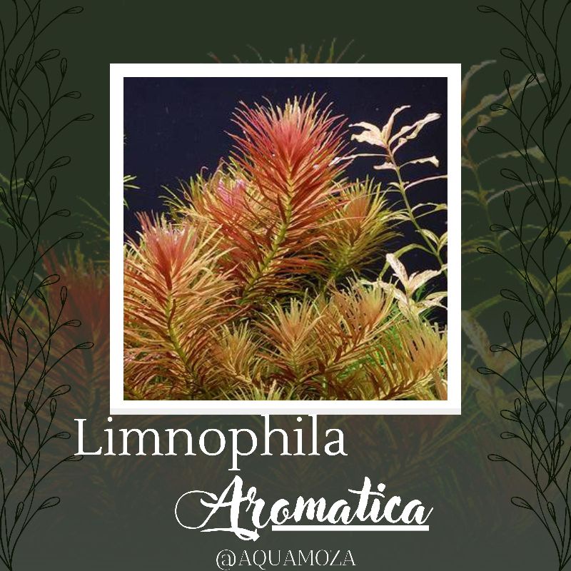 Jual Limnophila Aromatica Tanaman Aquascape Tumbuhan Air Aquarium