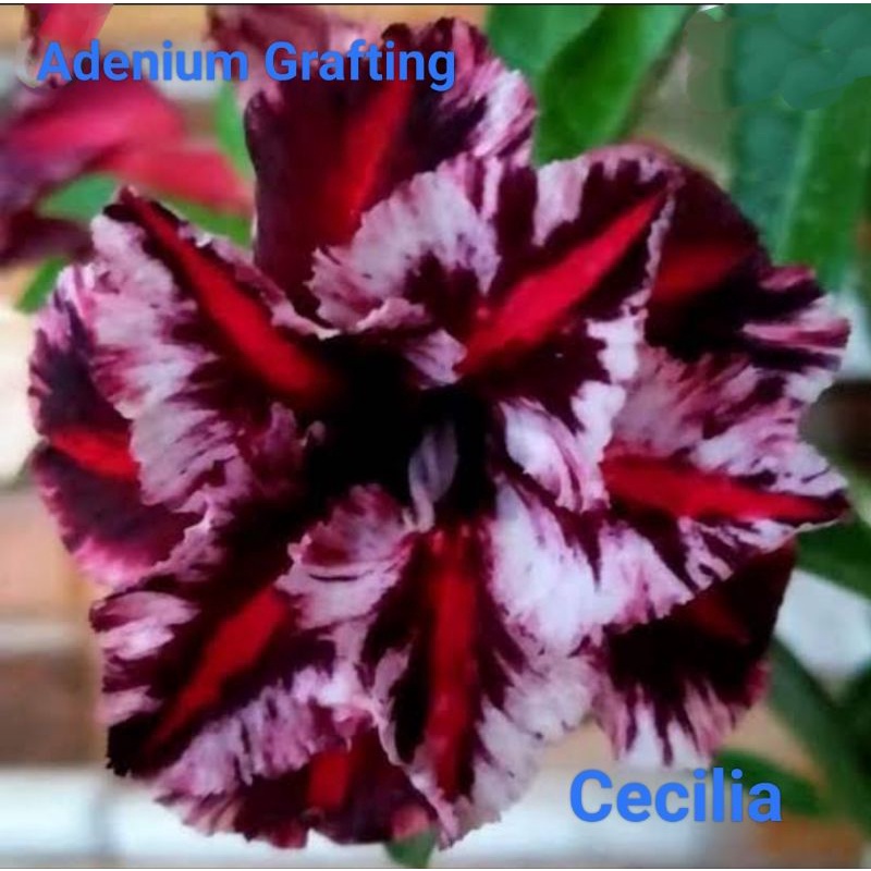 Jual Adenium Bunga Tumpuk Cecilia Shopee Indonesia