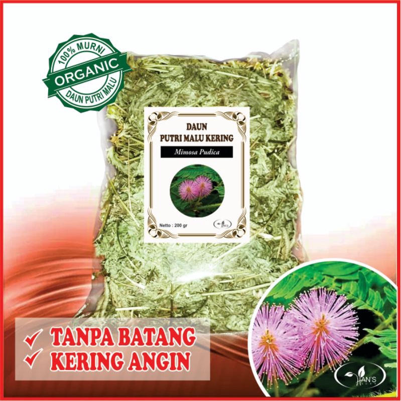 Jual Tanpa Batang Daun Putri Malu Kering Mimosa Pudica Gram