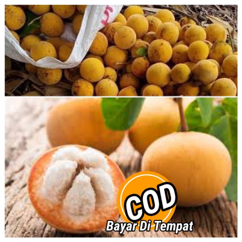 Jual Jual Buah Kecapi Manis Fresh 1kg Shopee Indonesia