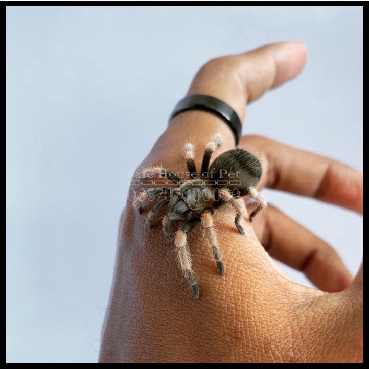 Jual Brachypelma Hamorii Mexican Red Knee Tarantula Shopee Indonesia