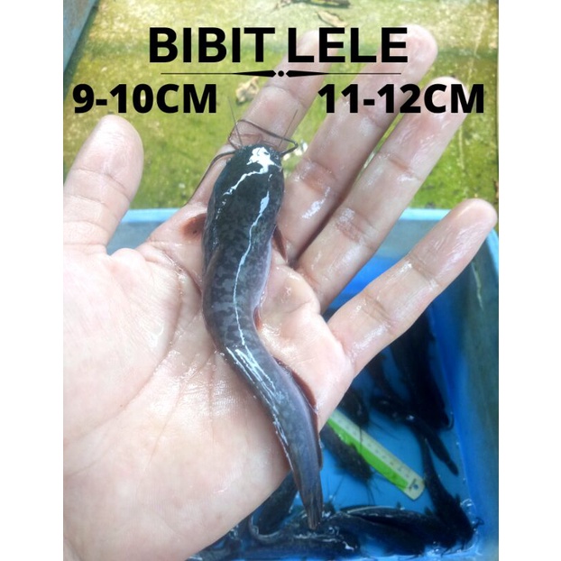 Jual Bibit Lele Sangkuriang 11 12cm Dan 13 14cm Siap Tebar Kolam