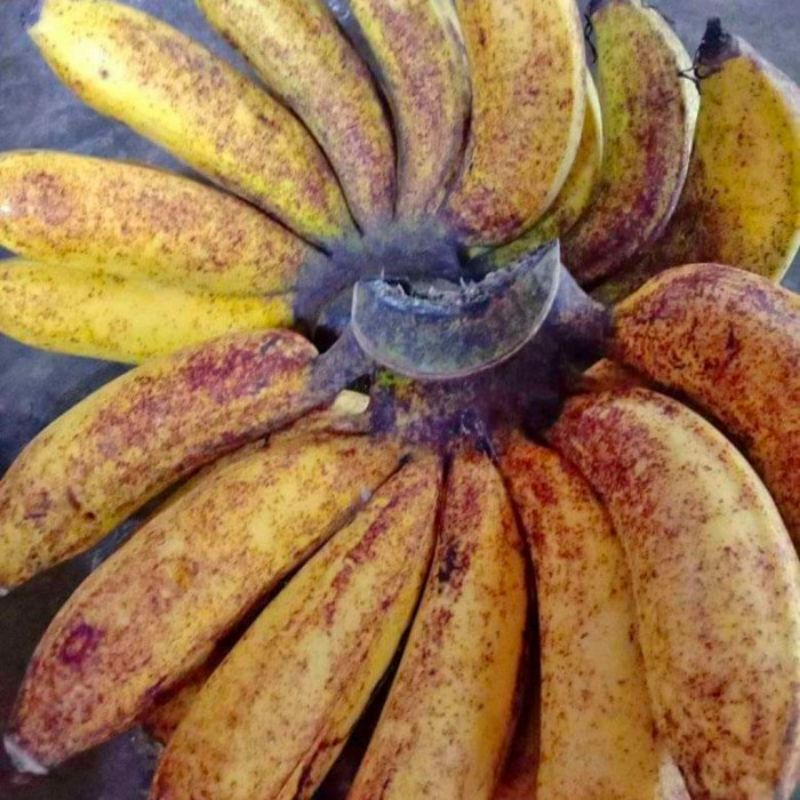 Jual Bonggol Pisang Raja Sereh Atau Ceure Shopee Indonesia