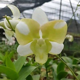 Jual Anggrek Dendrobium Dewasa Siap Bunga Liberty White Shopee Indonesia