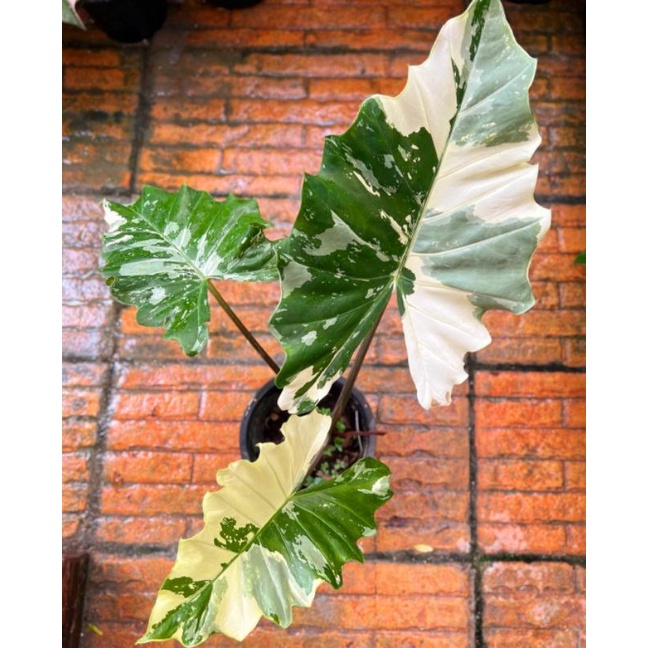 Jual Tanaman Hias Alocasia Monstera Variegated Tanaman Janbol Monstera