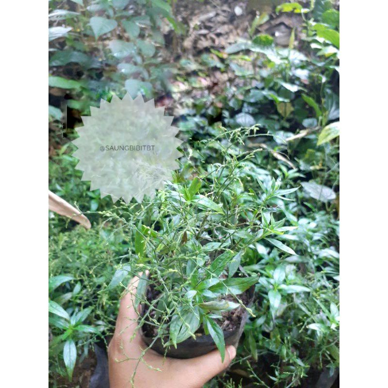 Jual Bibit Pohon Daun Sambiloto Tanaman Herbal Sambilata Ampadu