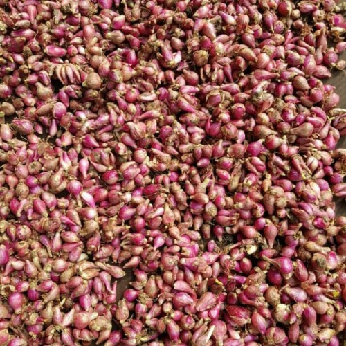 Jual Promo Bawang Merah Brebes Ukuran Kecil 1KG Shopee Indonesia