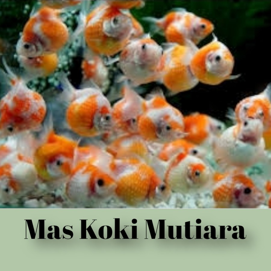 Jual IKAN MAS KOKI MUTIARA IKAN HIAS AIR TAWAR AQUASCAPE Shopee Indonesia