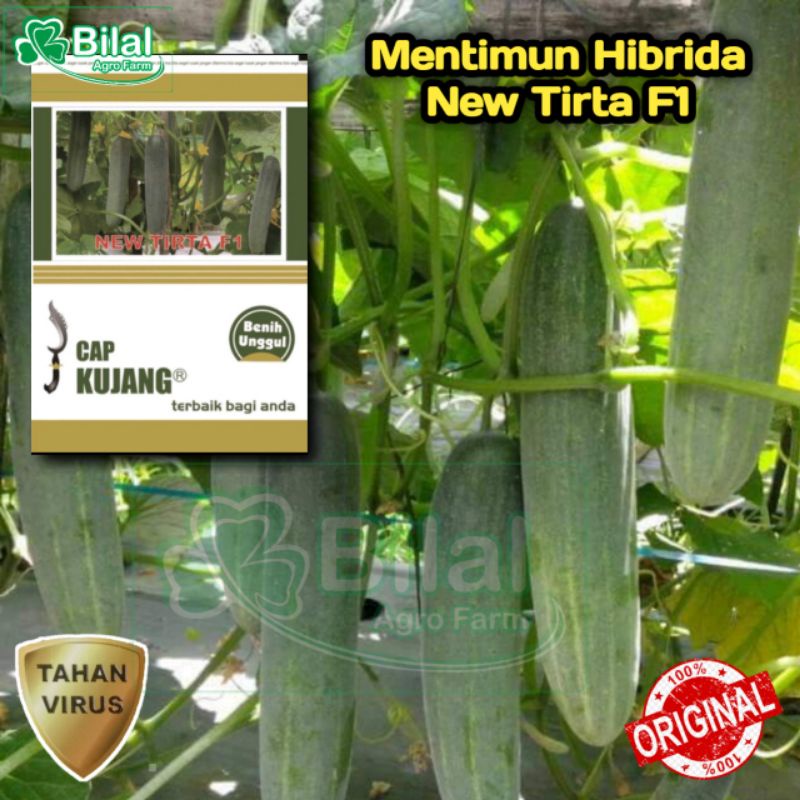 Jual Benih Mentimun New Tirta F Isi Gram Bibit Timun Bonteng