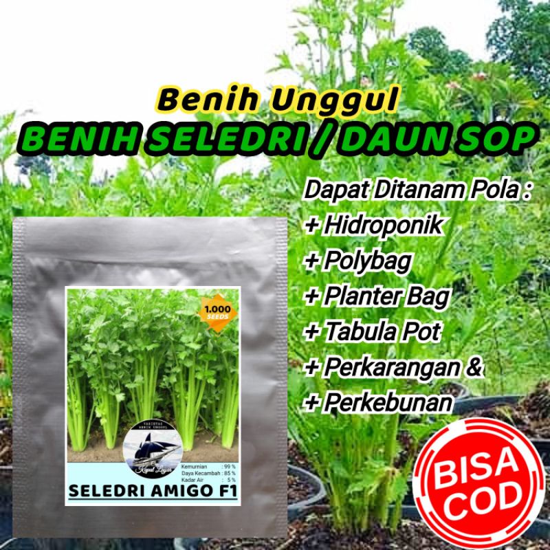 Jual BENIH SELEDRI AMIGO UNGGUL CAP KAPAL LAYAR Shopee Indonesia