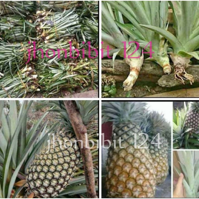 Jual Bibit Nanas Md2 Daun Tanpa Duri Per 50 Batang Shopee Indonesia