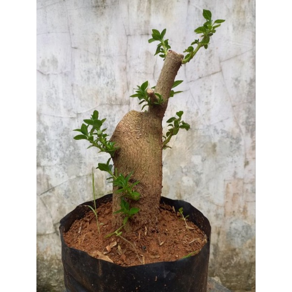 Jual Bahan Bonsai Sacang Berbagai Ukuran STEKAN SANCANG Shopee Indonesia