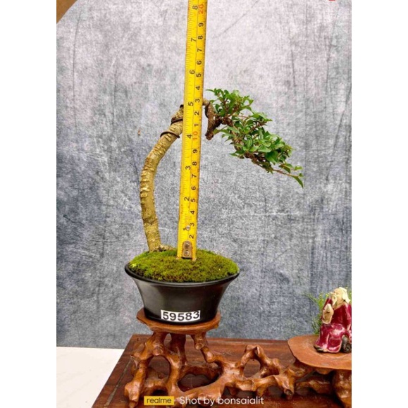 Jual Bonsai Sakura Micro Shopee Indonesia