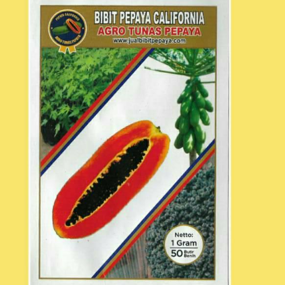 Jual New Stock Biji Bibit Pepaya California IPB 9 1 Gram 50 Butir