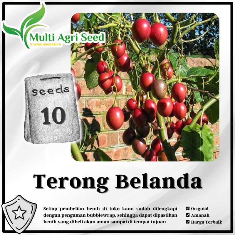 Jual Biji Benih Terong Belanda Bibit Buah Terung Shopee Indonesia