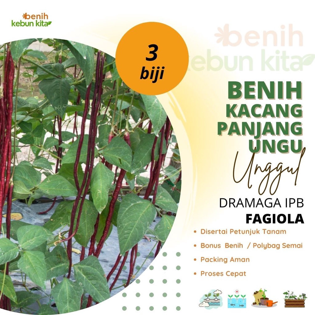 Jual Biji Benih Bibit Tanaman Sayuran Kacang Panjang Ungu Purple Long