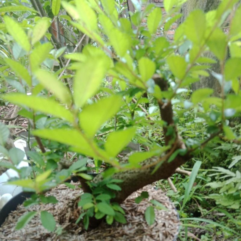 Jual Bahan Bonsai Ulumus Mikro Berkarakter Prospek Shopee Indonesia