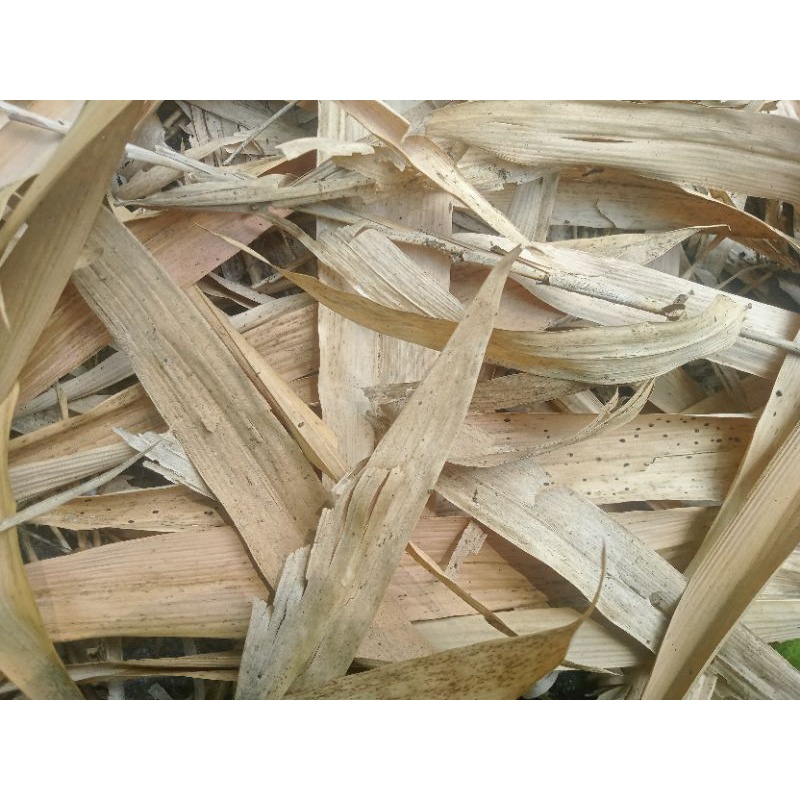 Jual Daun Bambu Kering Shopee Indonesia