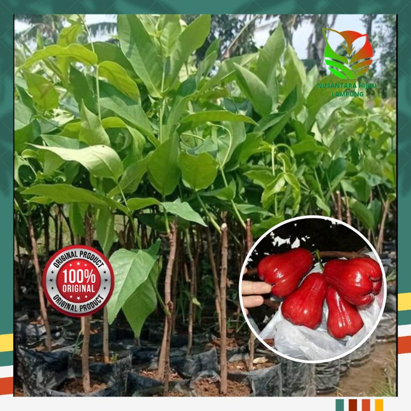 Jual Bibit Jambu Air Bajang Leang Asli Super Manis Shopee Indonesia