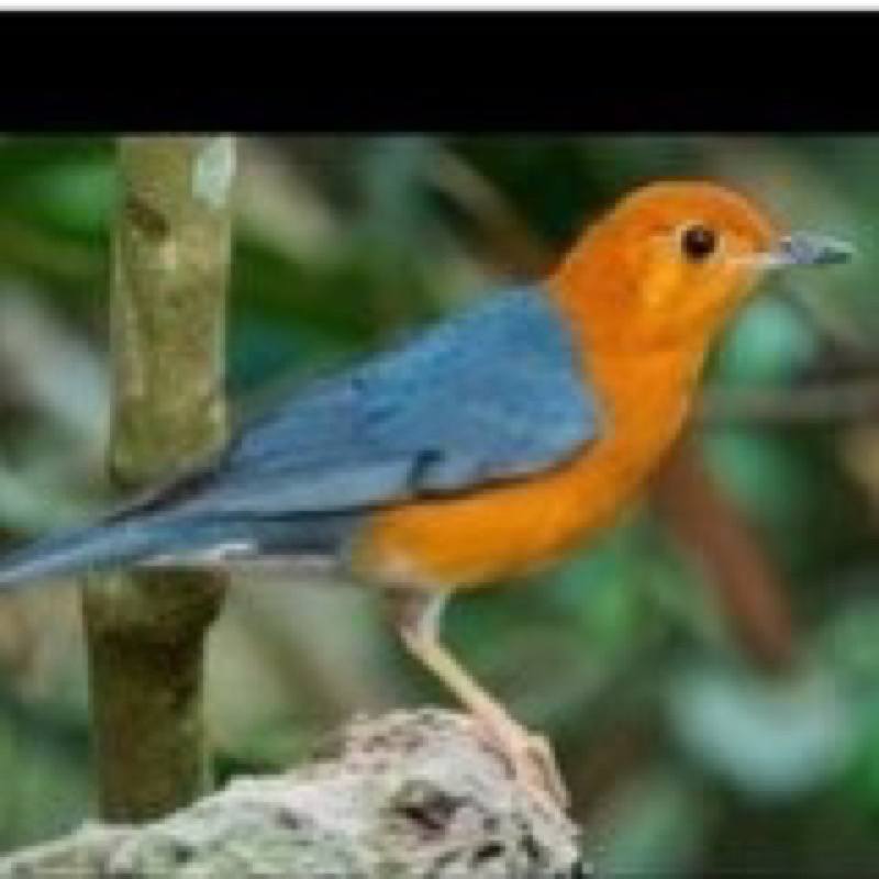 Jual BURUNG ANIS MERAH JANTAN PILIHAN Shopee Indonesia