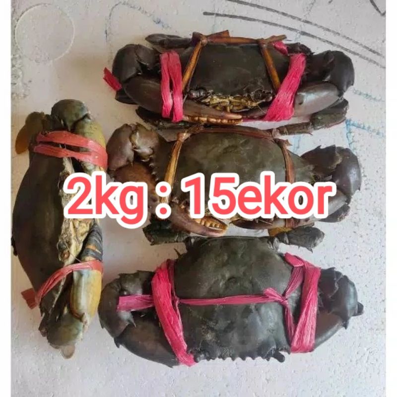 Jual Kepiting Bakau Hidup 2kg Isi 14 15 Shopee Indonesia